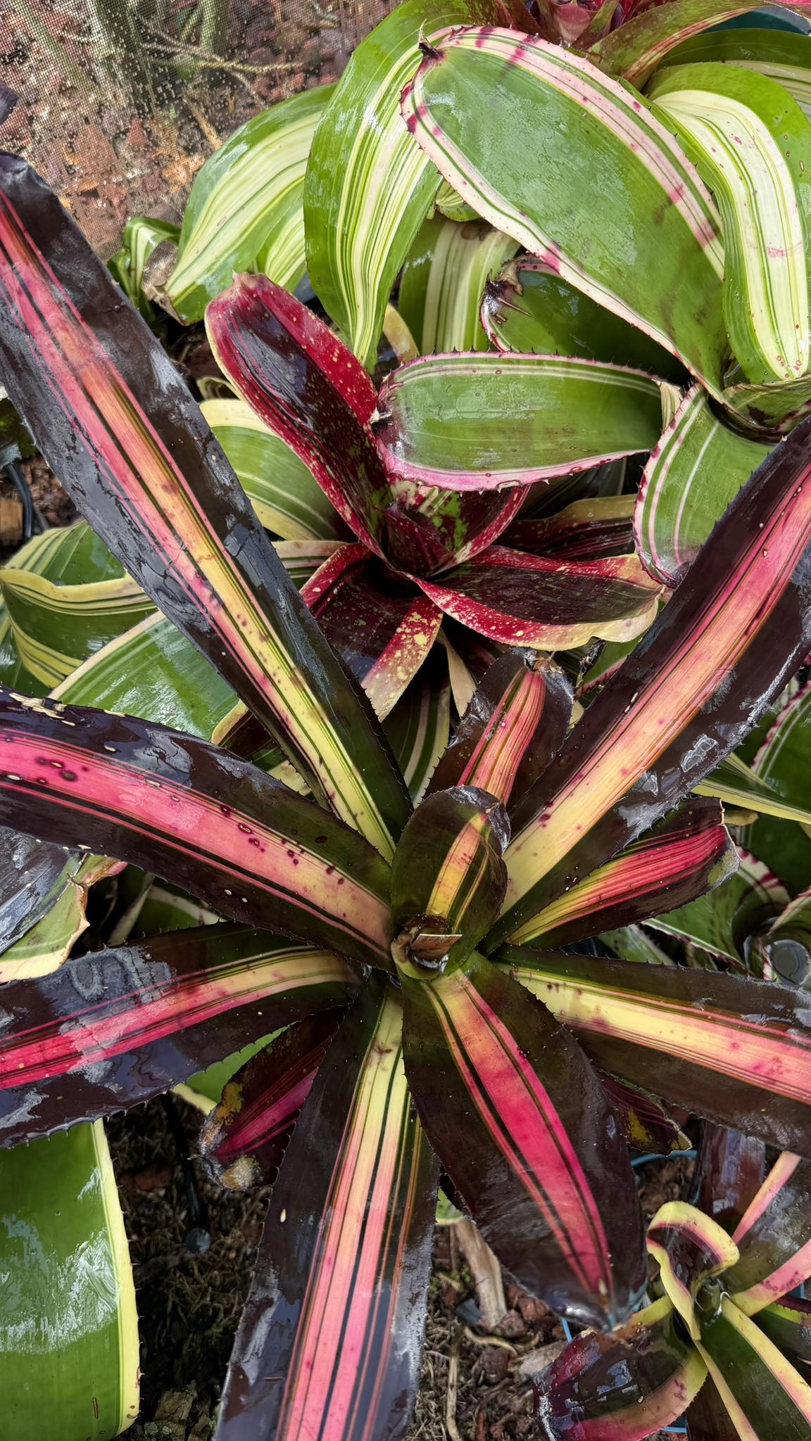 Aechmea Roberto Menescal looking beautiful 😍