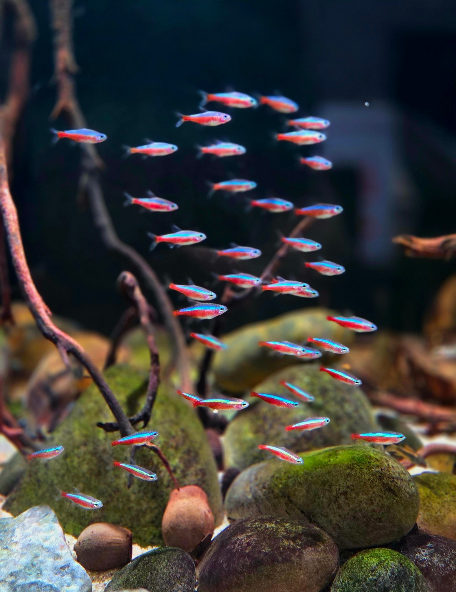 Fresh Water & aquarium fish | Some new additions | Facebook