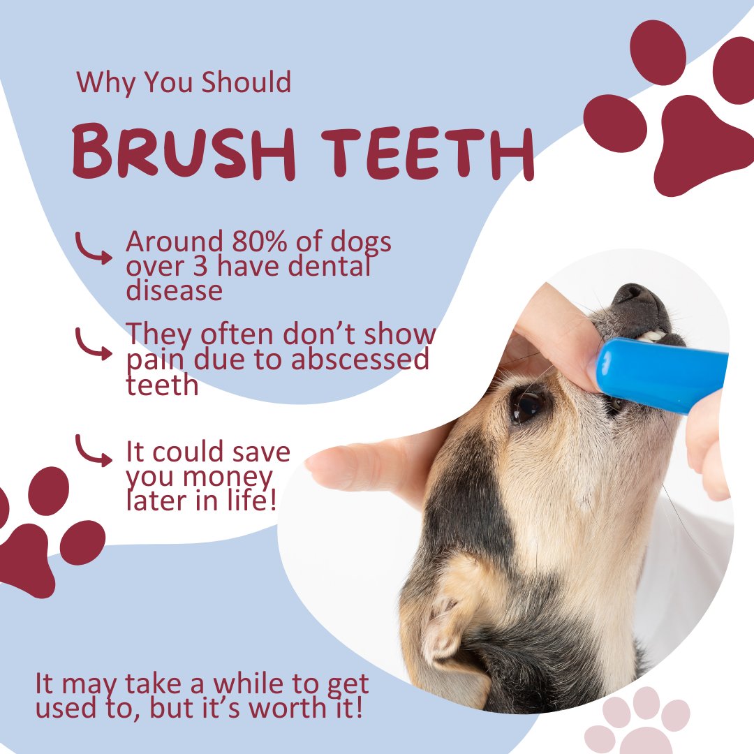 Do You Have to Brush a Dog's Teeth: Essential Guide