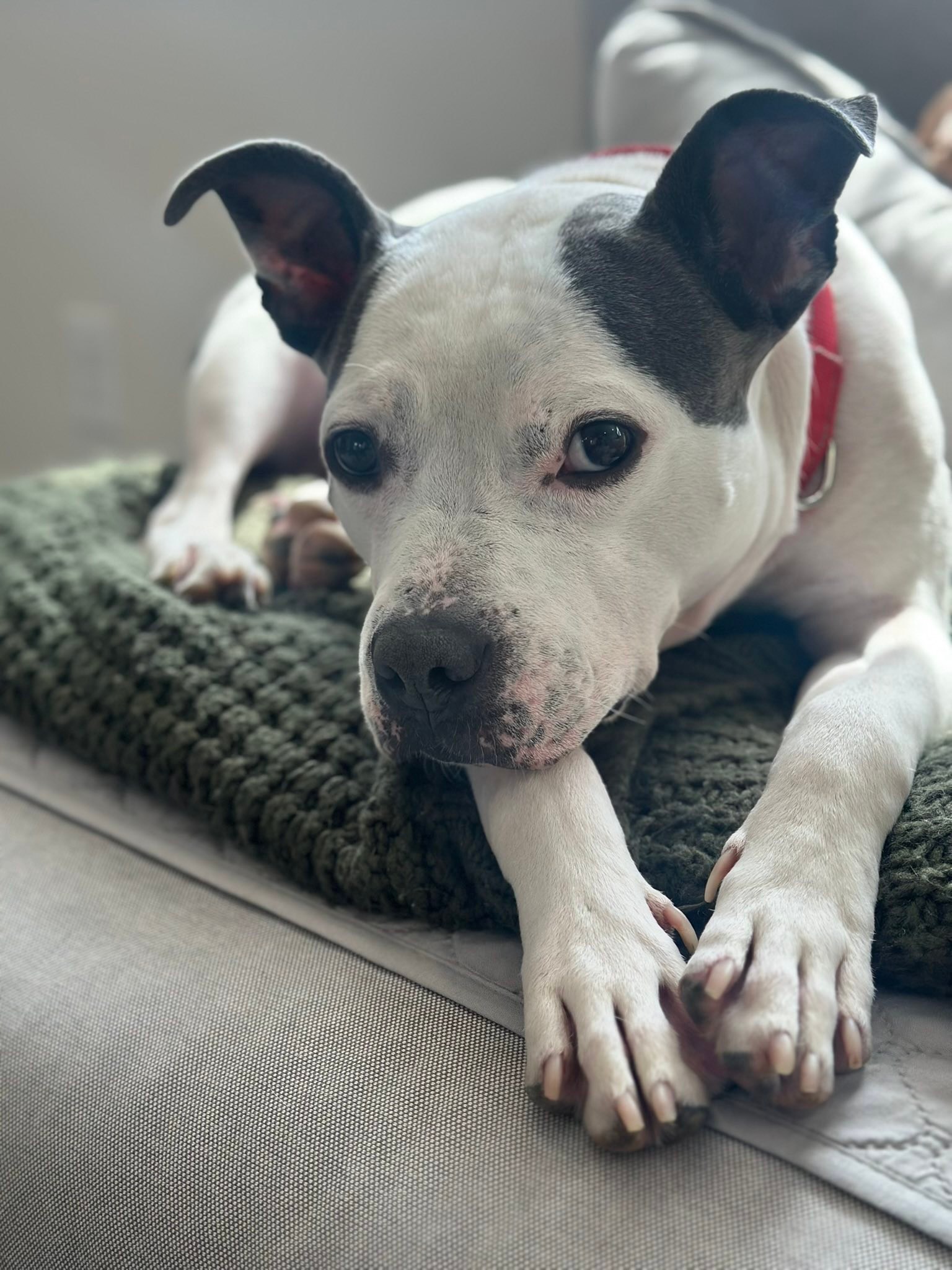 Adoptable pittie mix in Philadelphia, PA
