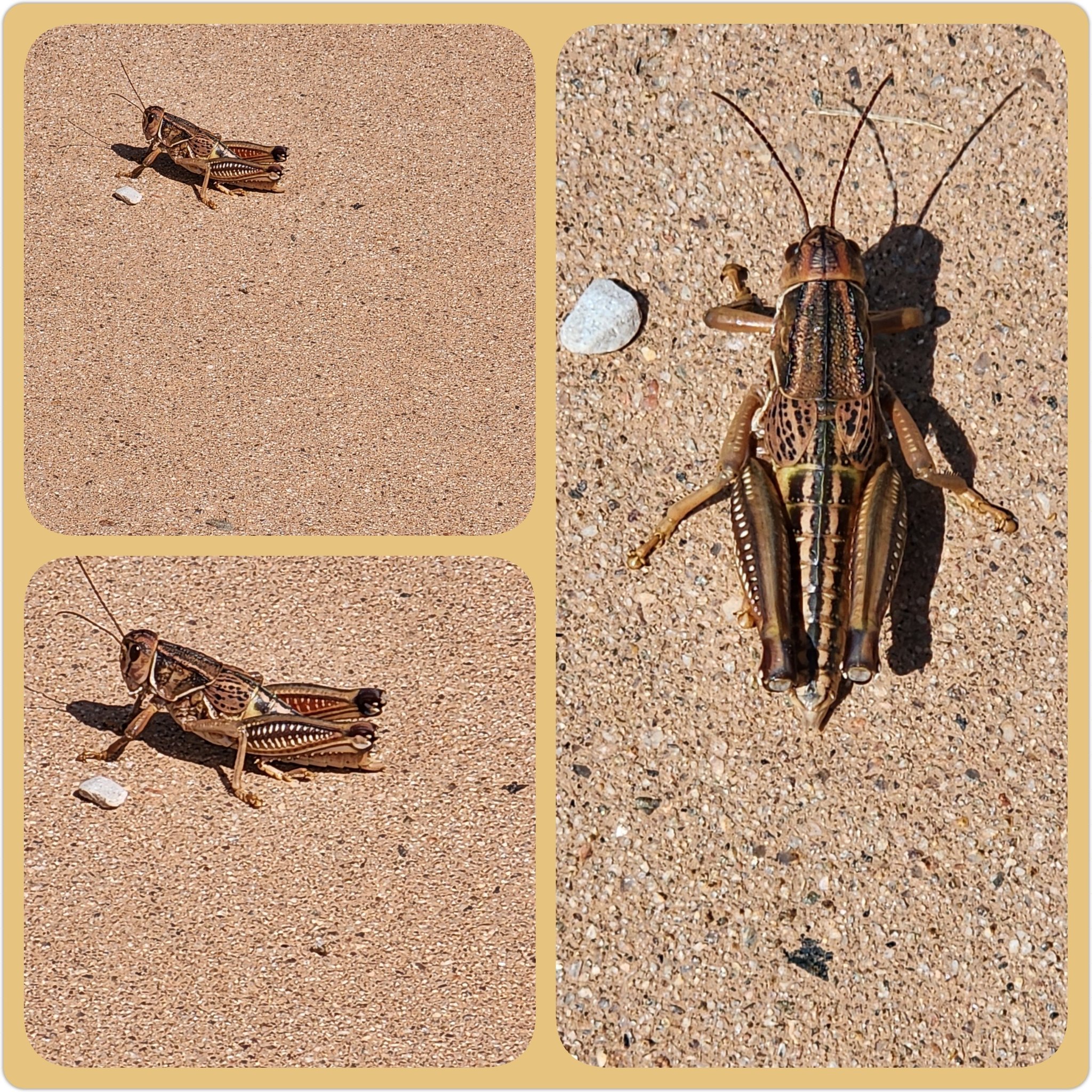 Gorgeous two-inch grasshopper spotted