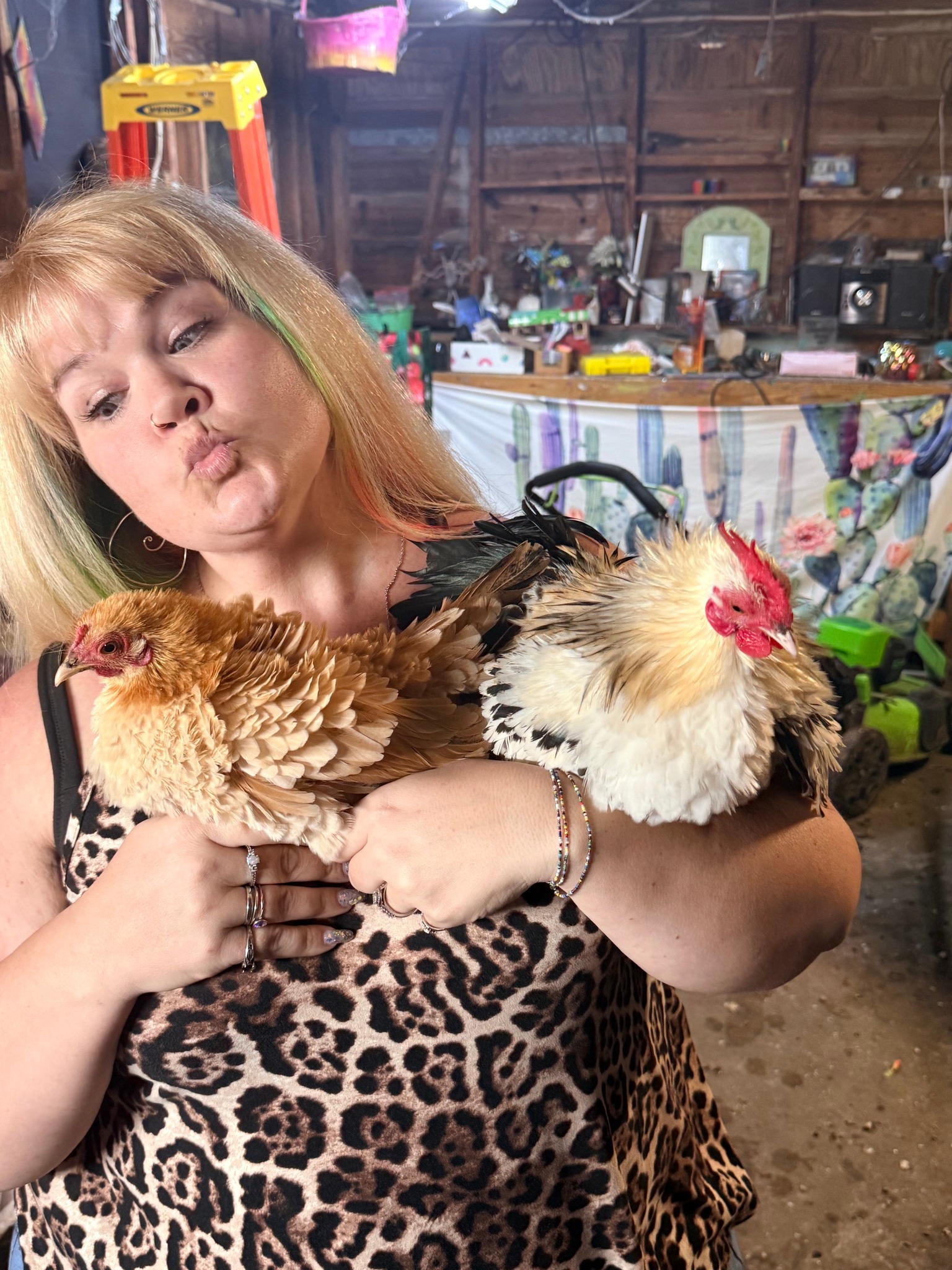 Smaller rooster for rehoming in Murray Hill area?