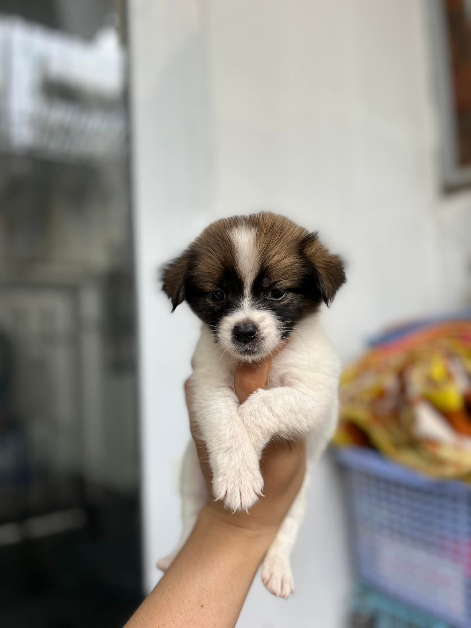 Chuyên Mua Bán Chó Cảnh... - Chuyên Mua Bán Chó Cảnh Pleiku