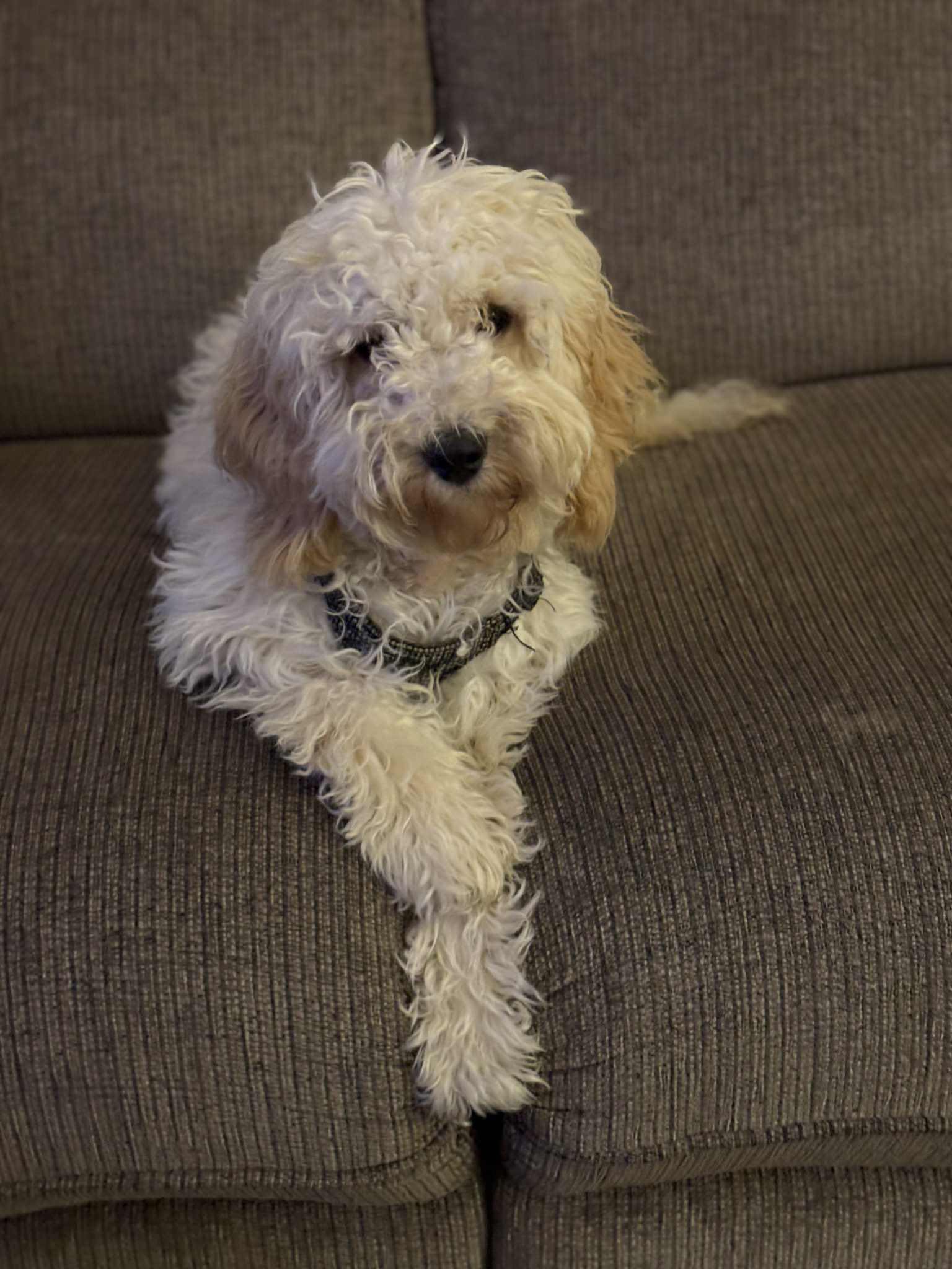 Cockapoo Owners | This is my hazel pup I’m really struggling to get her ...