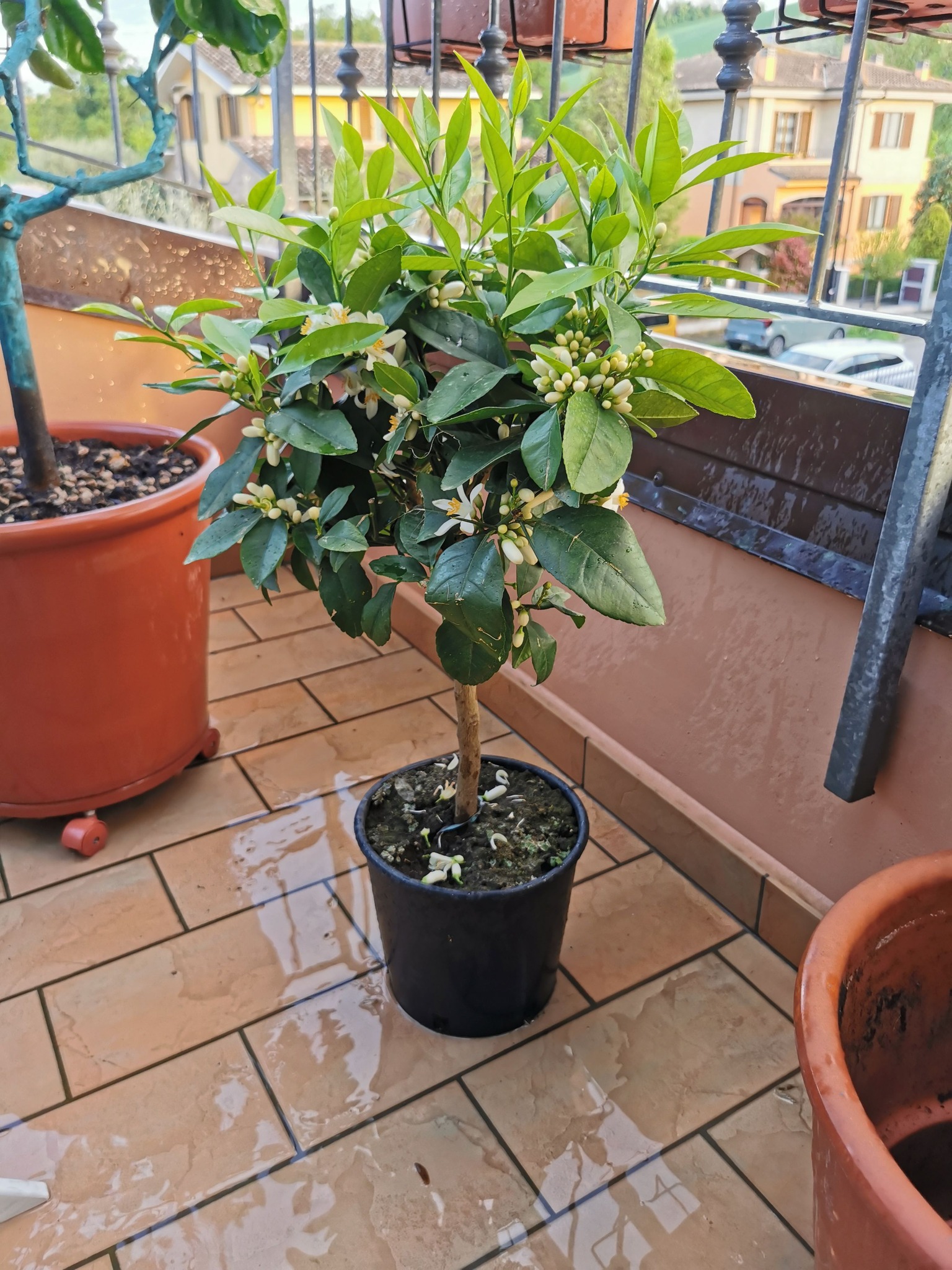 Pianta Di Bergamotto In Vaso 20 Cm – Vera Foto, Agrume Pregiato Profumato, Ideale Per Terrazzi E Giardini, Con Passaporto Fitosanitario