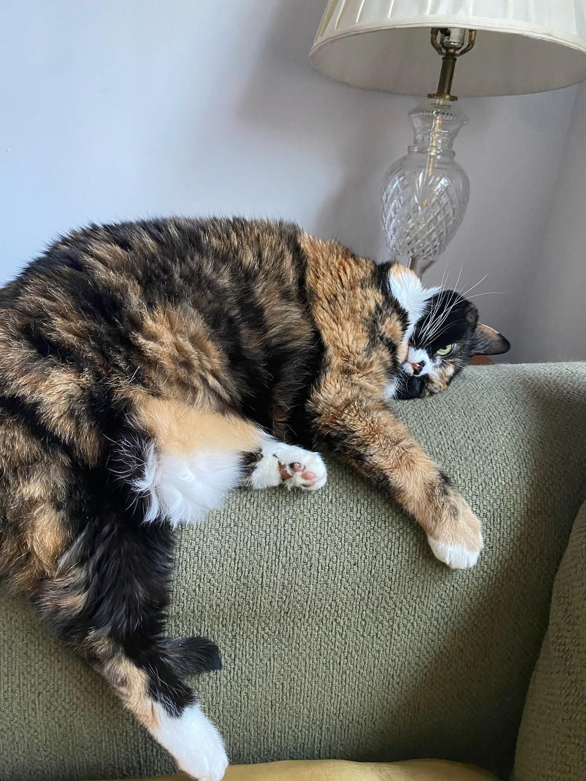 Evil-Lyn's unique sleeping habit