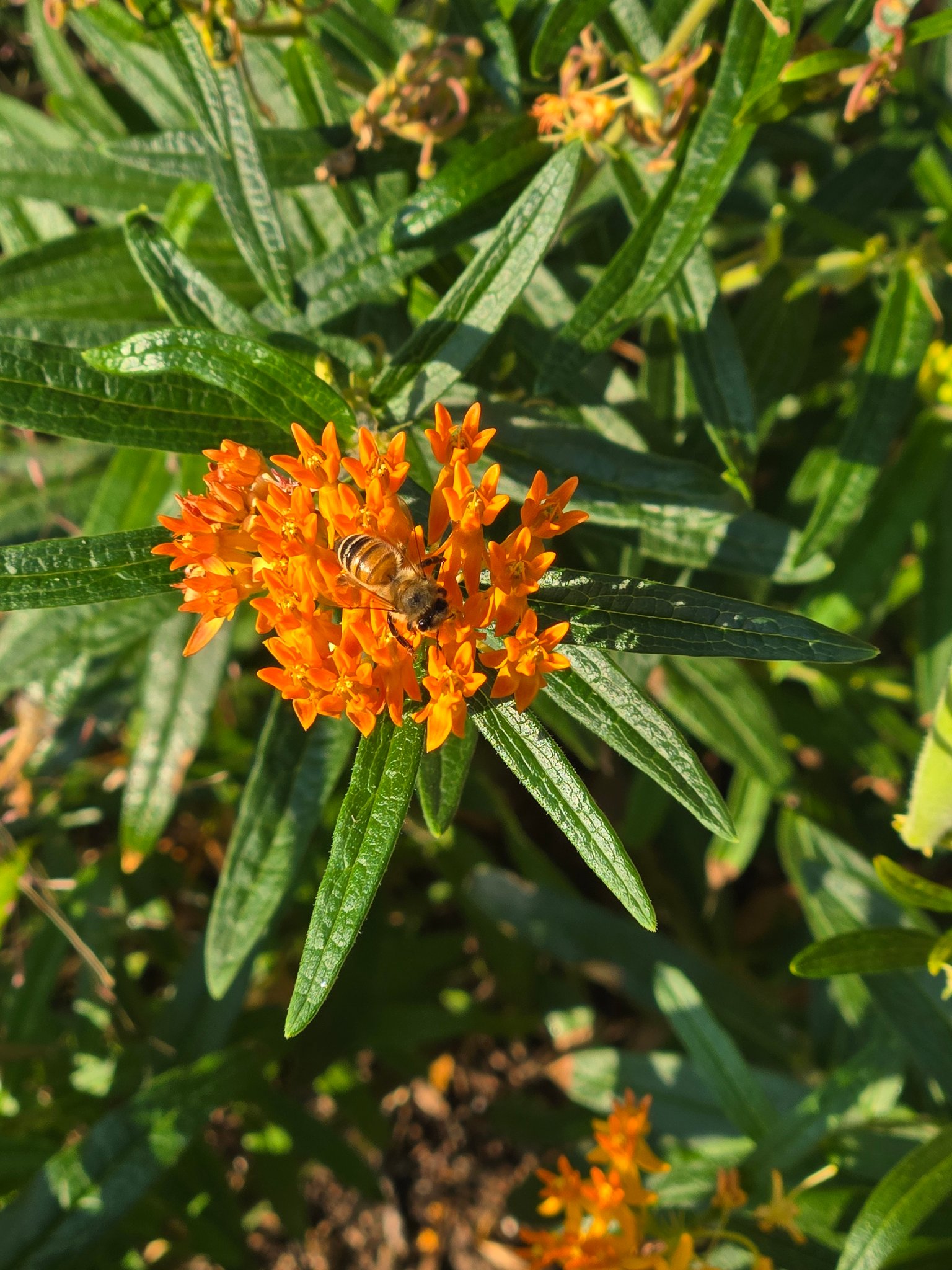 25 Orange Butterfly Weed Seeds (Asclepias Tuberosa) – Monarch Butterfly Host Plant