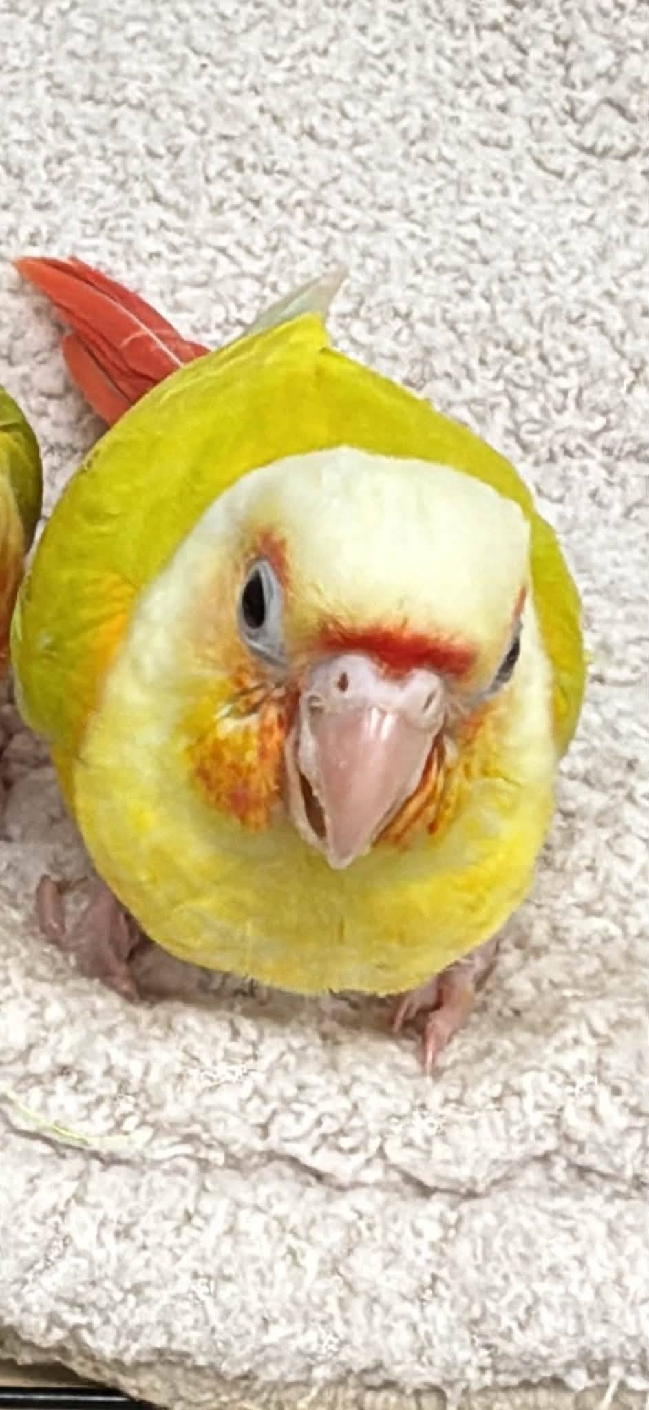 Lost Green Cheek Conure named Pineapple in Richardson, TX
