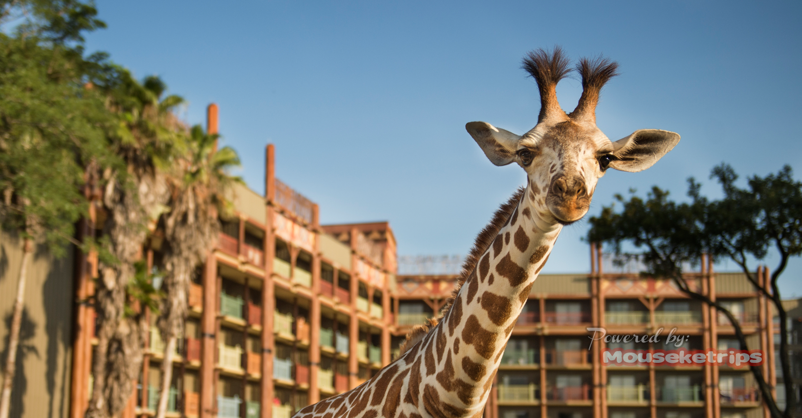Animal Kingdom Lodge | Disney Resorts Guide | How is the dining with ...