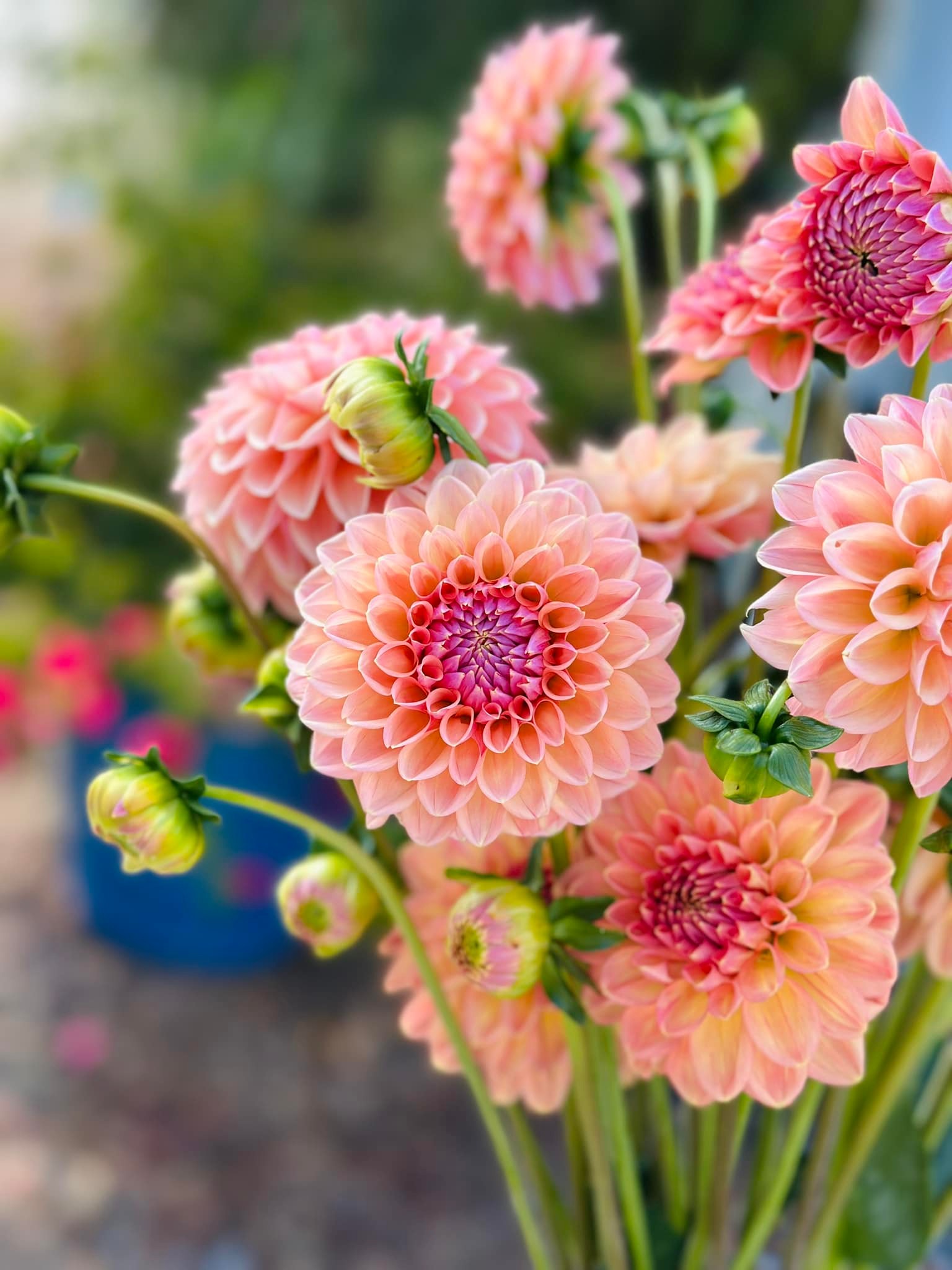 Discounted dahlia variety packs available online