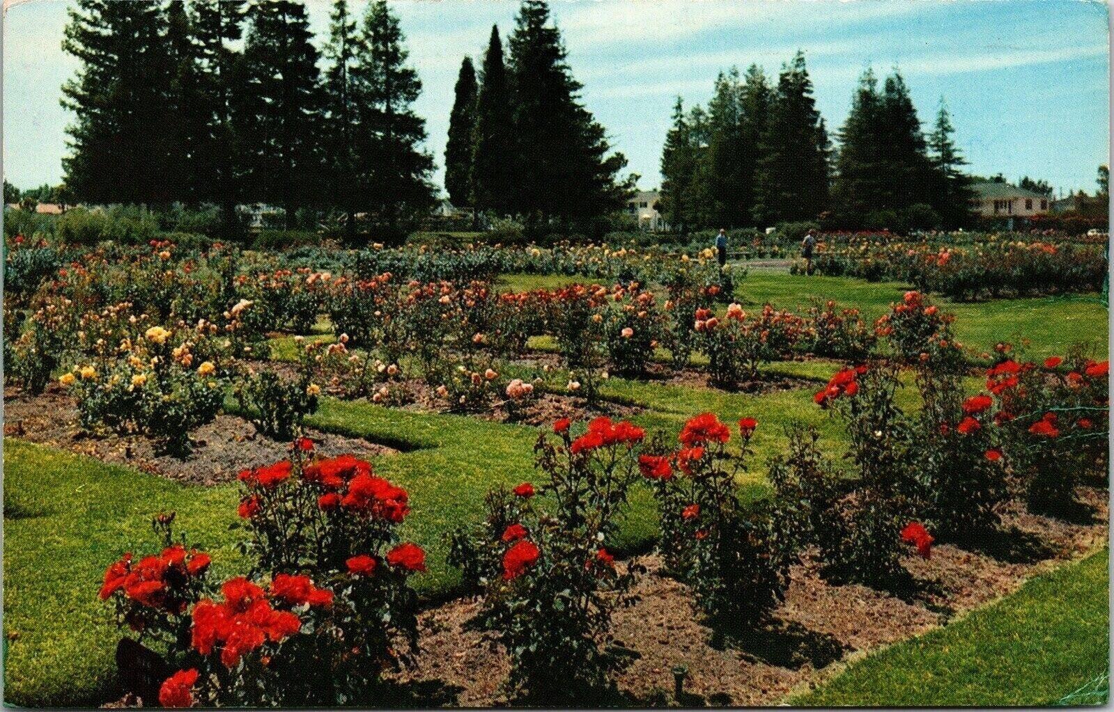 San Jose, CA municipal rose garden features