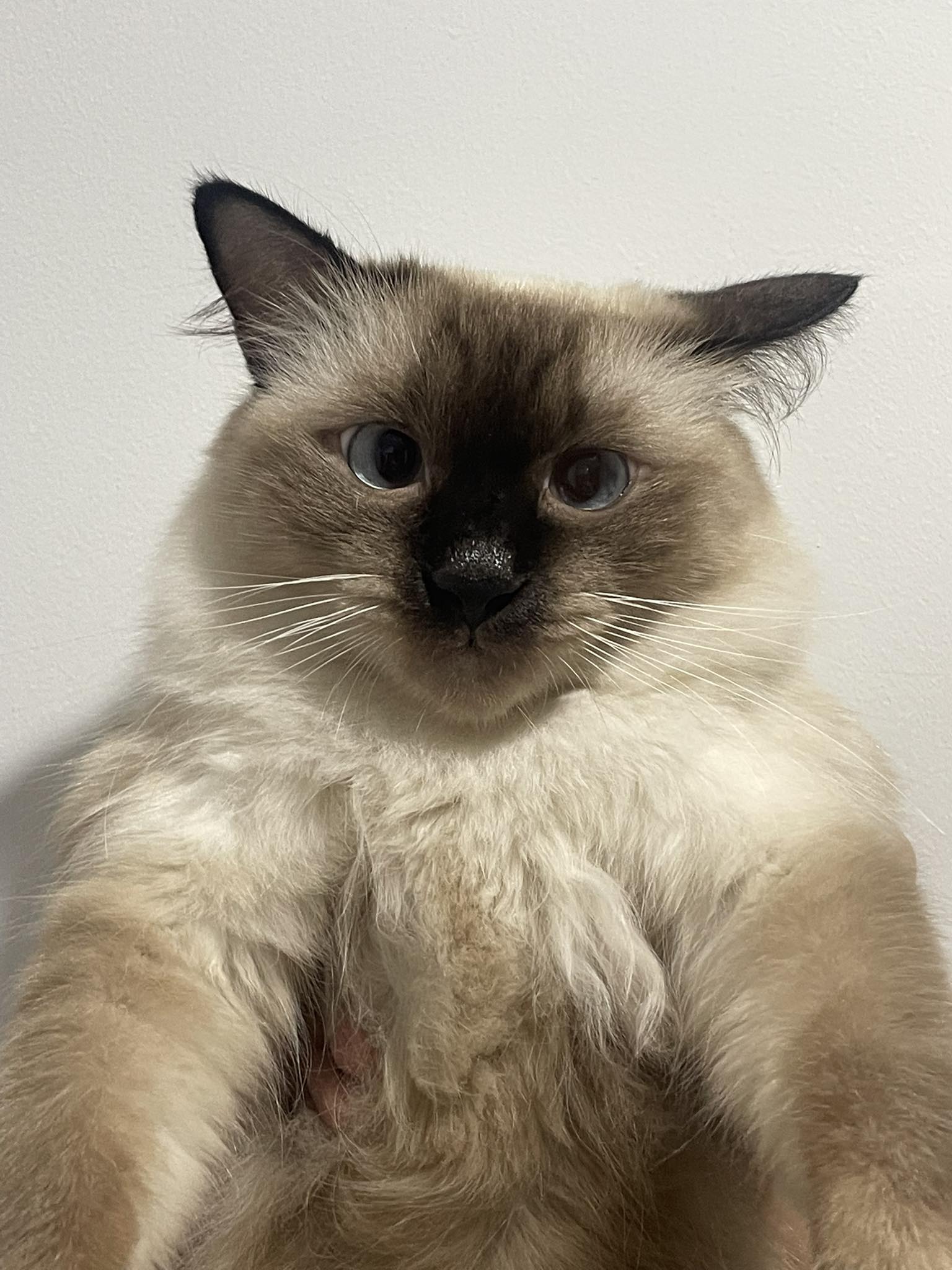 My little girl: Sephora (2.5 y/o)
