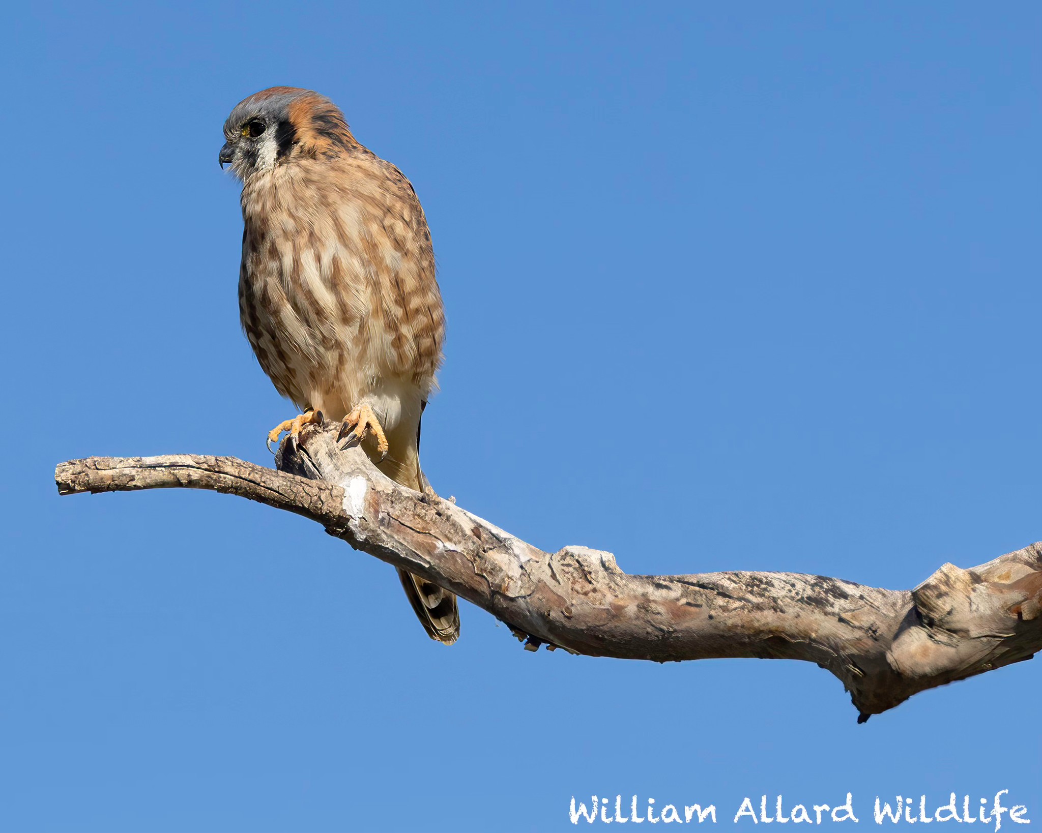 Northern Illinois Raptor Rehab & Education | Loves Park IL