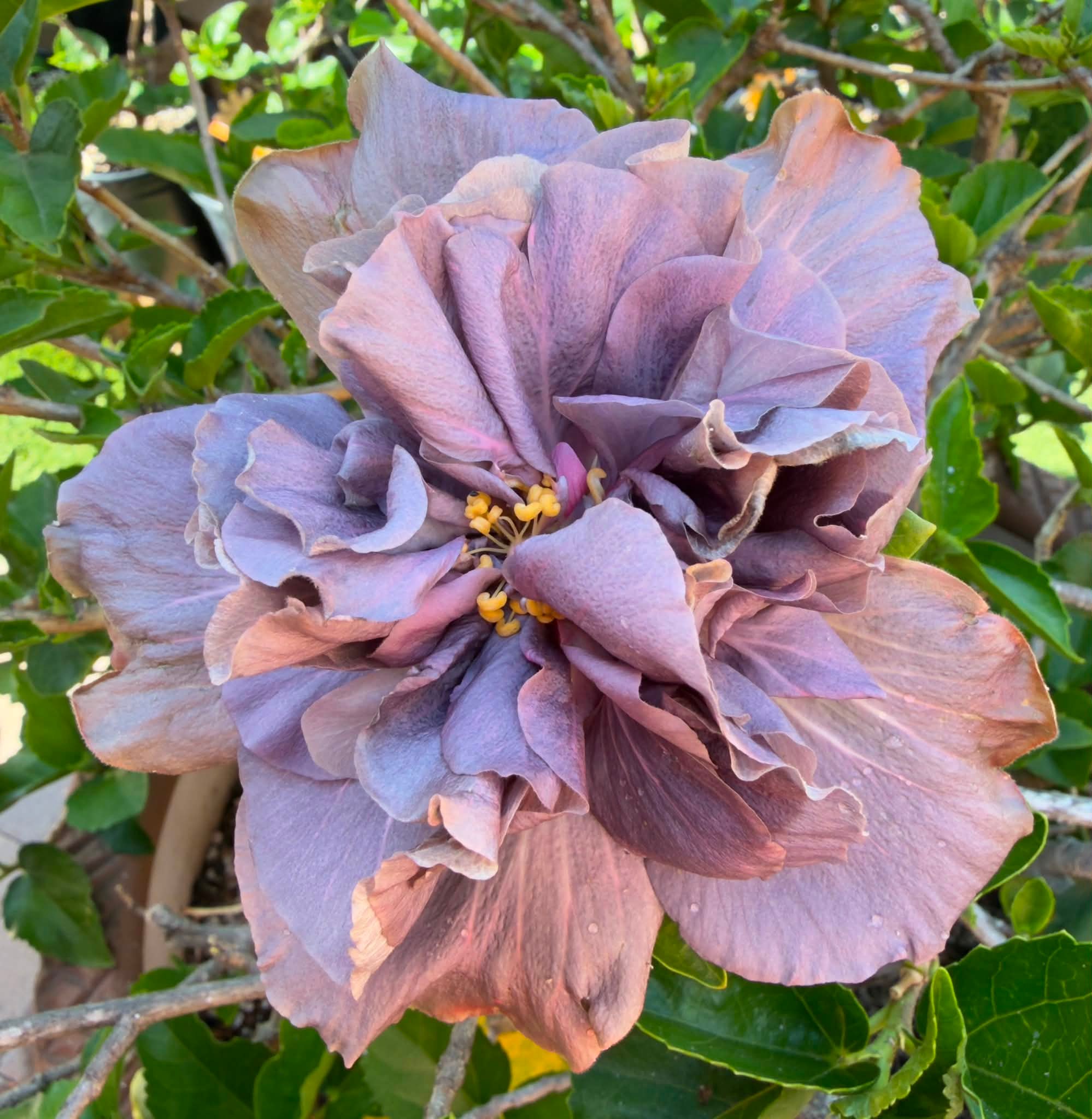 🌺 Thursday's blooms! 7/16/2026 🌺
