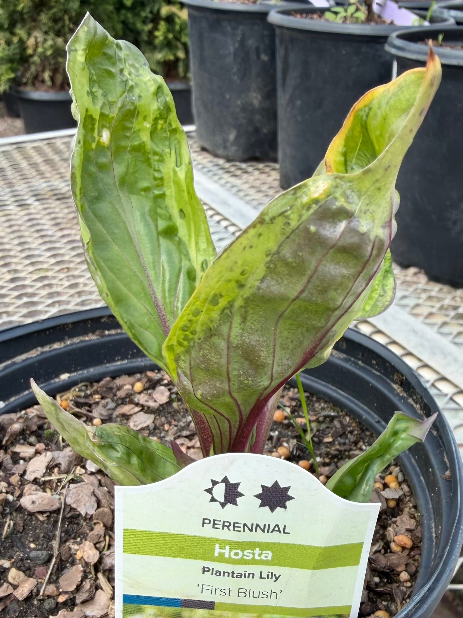 Identifying 'First Blush' Hosta plant in Twin Cities, MN garden center