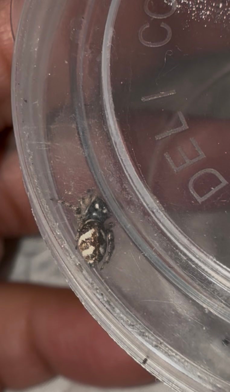 Is this a zebra jumping spider ? Caught in Ohio.