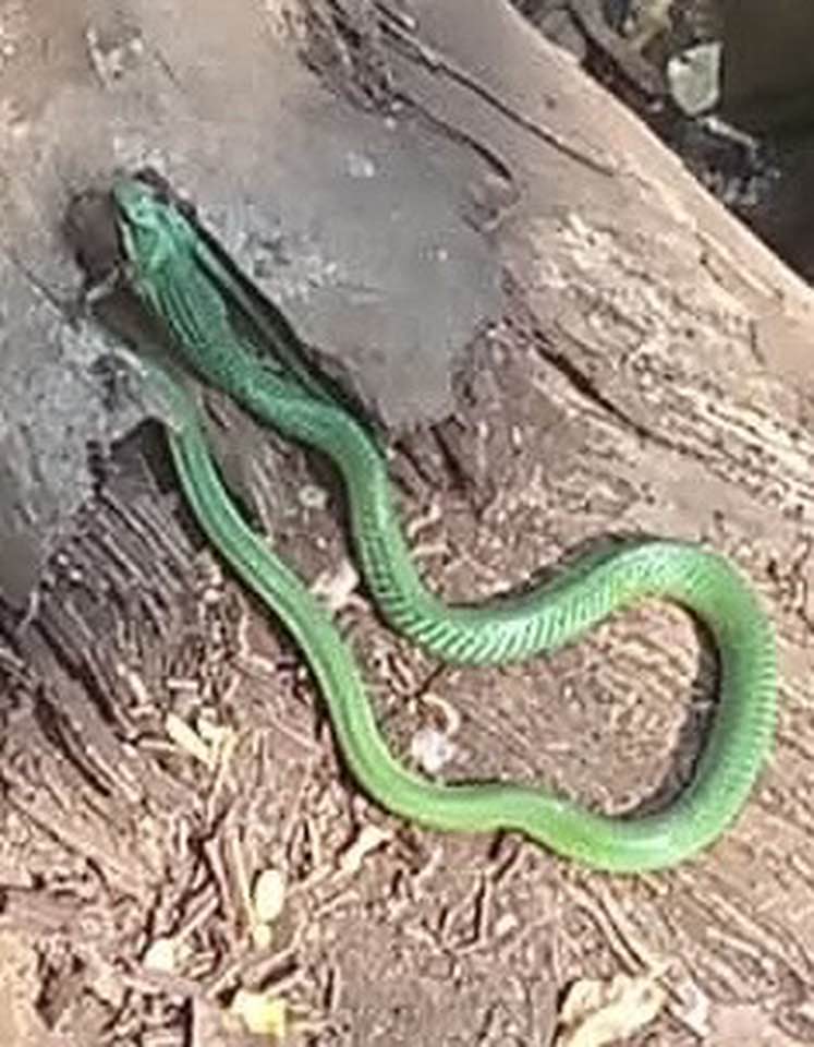 Help identify.