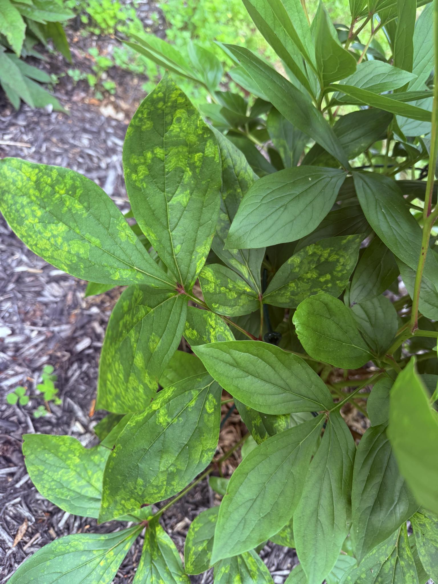 how to date tobacco tins Any tips on dating tobacco tins for freshness?