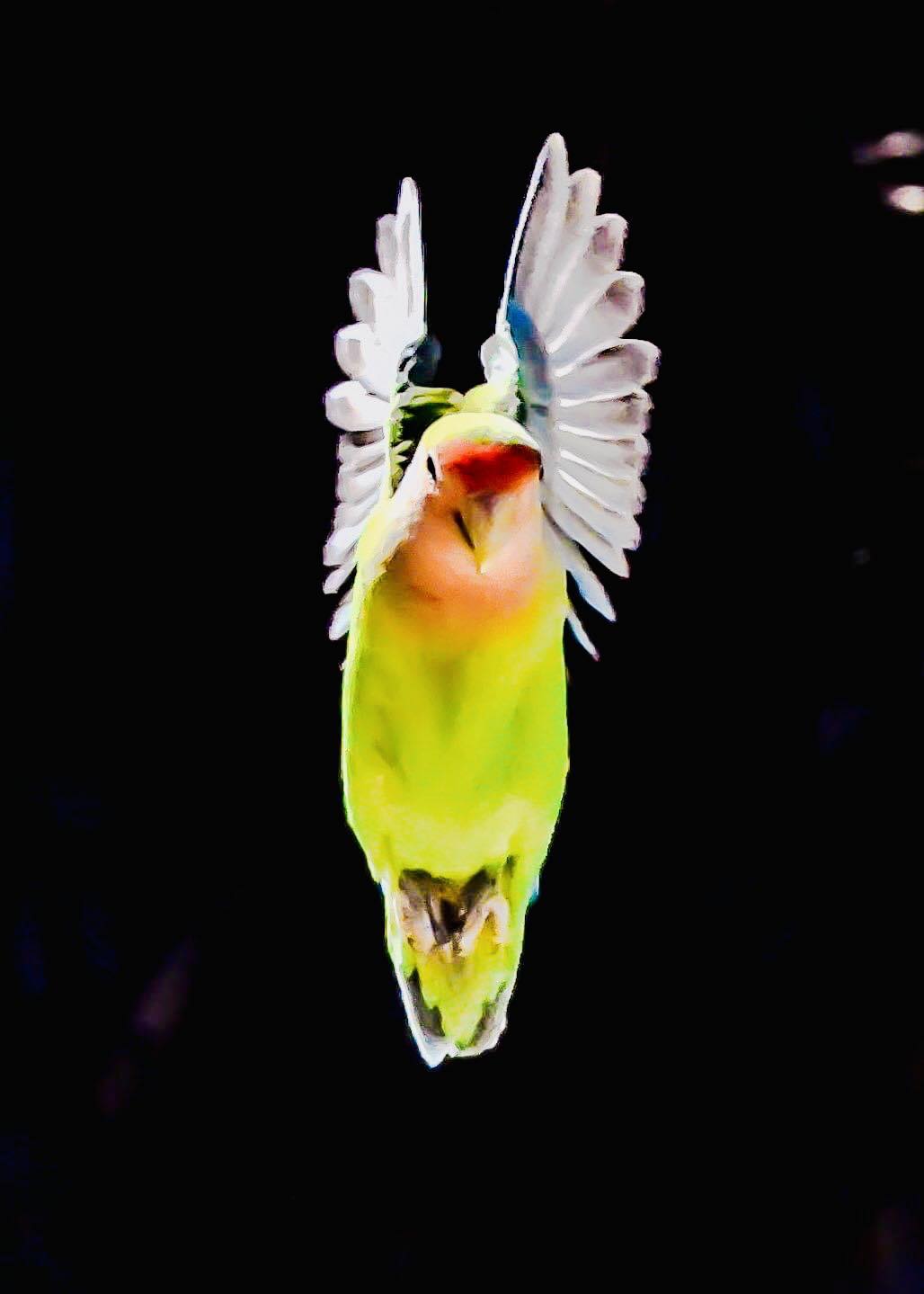 The wild lovebirds of Phoenix love to be photographed. 2/16/26