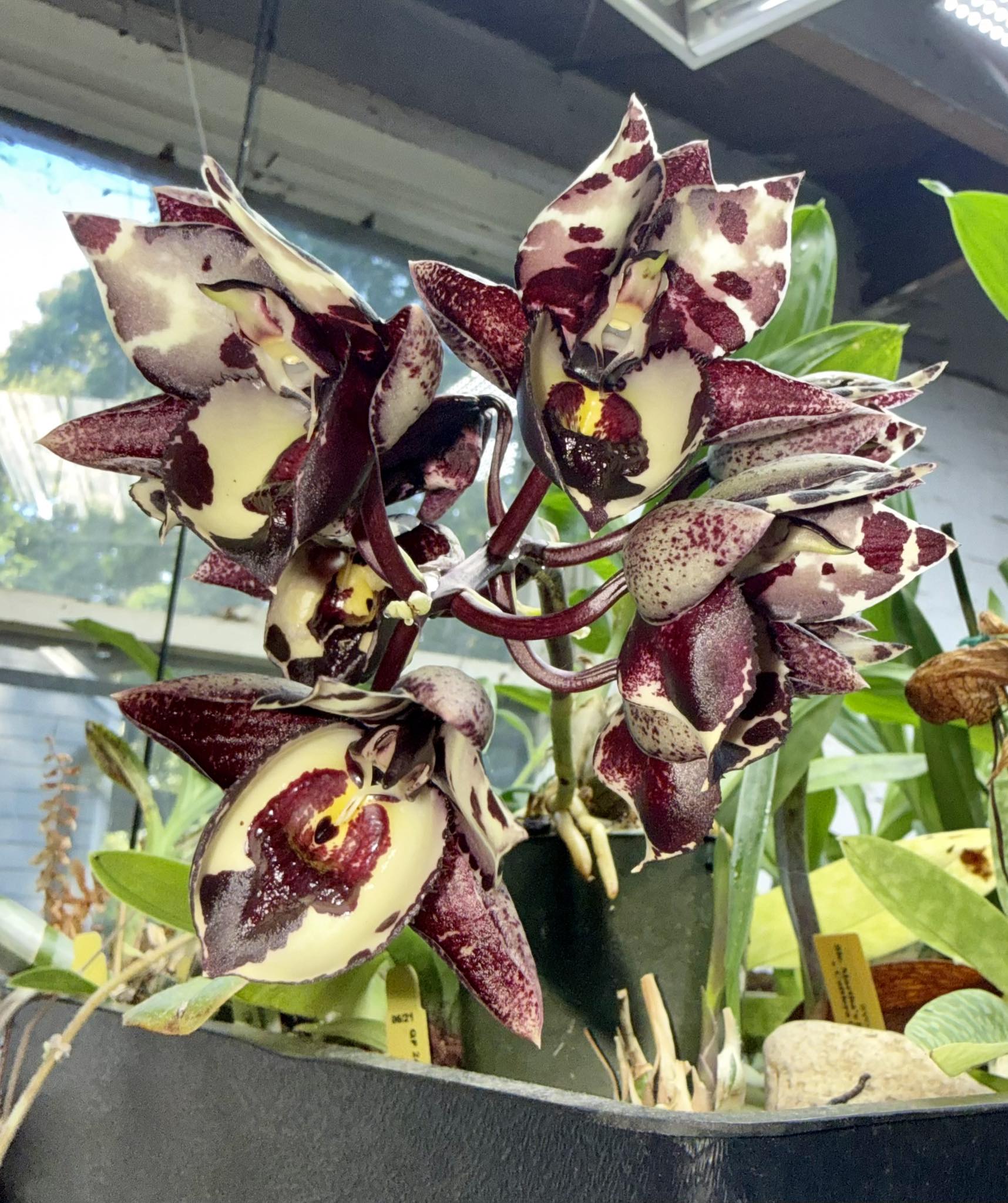 Catasetum melana davison 'Hoorah' x Ctsm Extravaganza 'Killer Lips