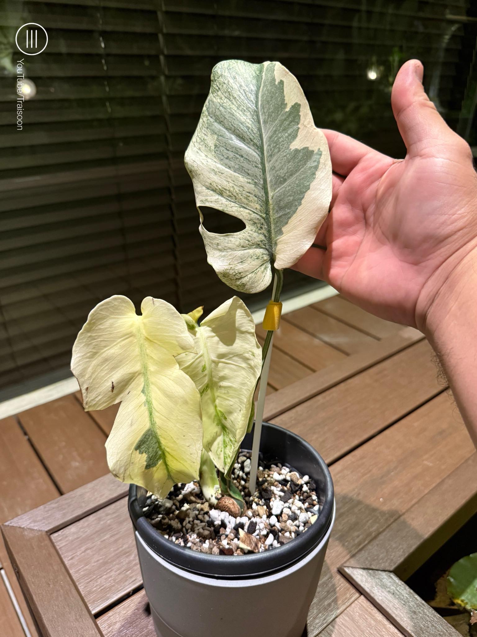 み*ん様 Monstera Yin yang Monstera Casper