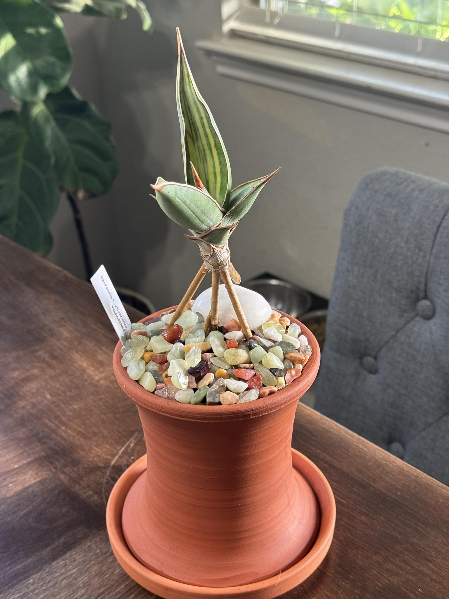 サンスベリア Sansevieria Variegated Pingren
