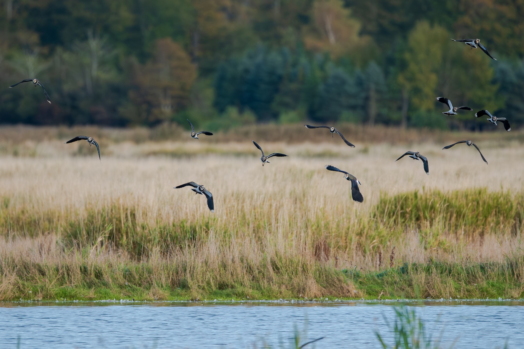 Søborg Sø - Fugle og Natur | Billeder fra dagens tur ud i området ...