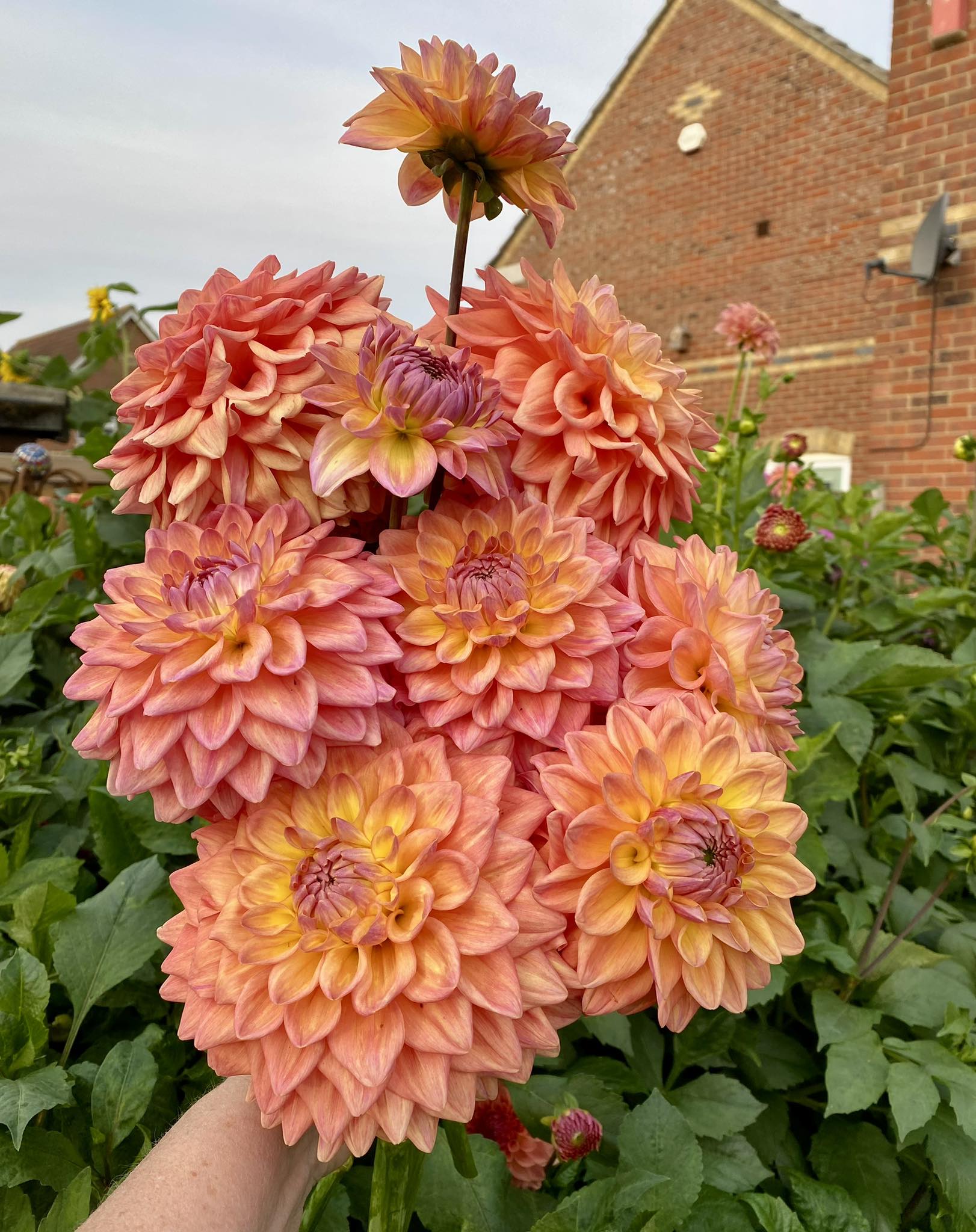 DIKARA JODIE” Cuttings were from Halls of Heddon Planning to spend all day in the garden .. deadheading, cutting blooms for indoors & a general tidy of the plants Some need