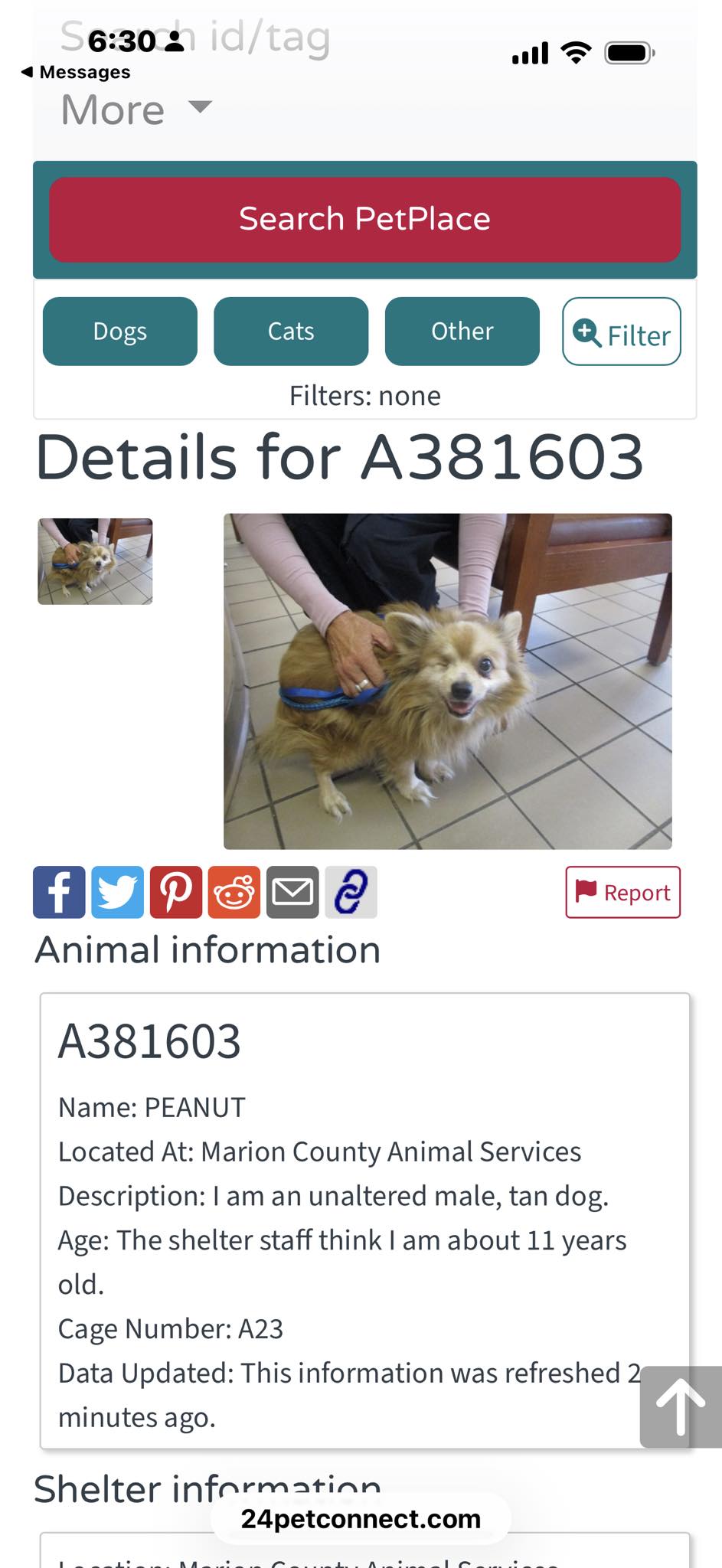 Adorable dog at Marion County animal shelter | Wildwood, FL