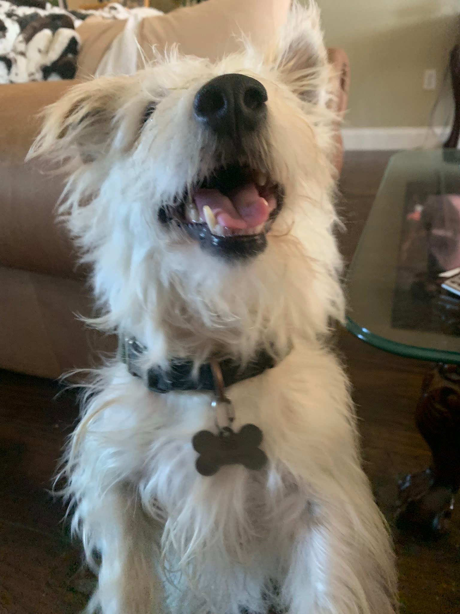 Jack Russell Puppies In Texas | Facebook