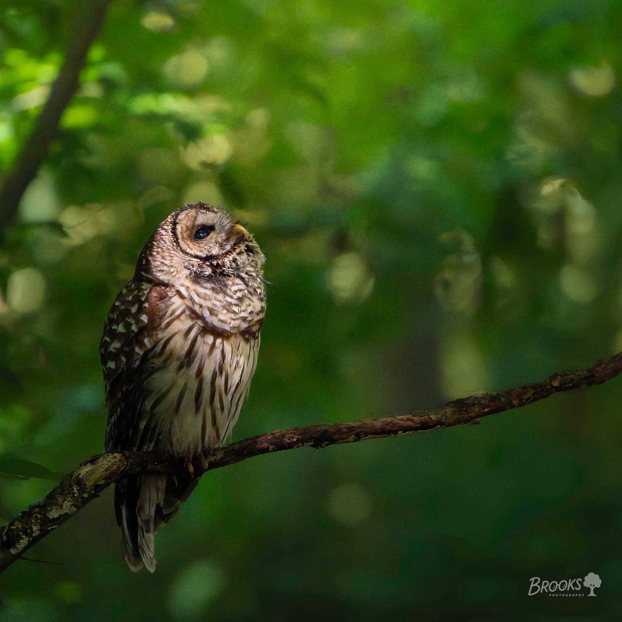 Juvenile Bard Owl Leita Thompson Park Roswell, Georgia. USA 6/20/2025