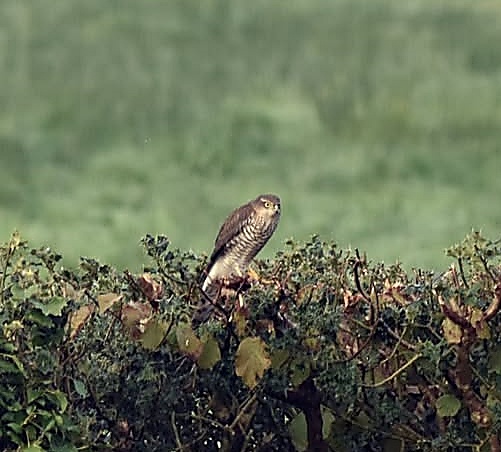 Beautiful Llanelli | Sparrow hawk on our hedge | Facebook