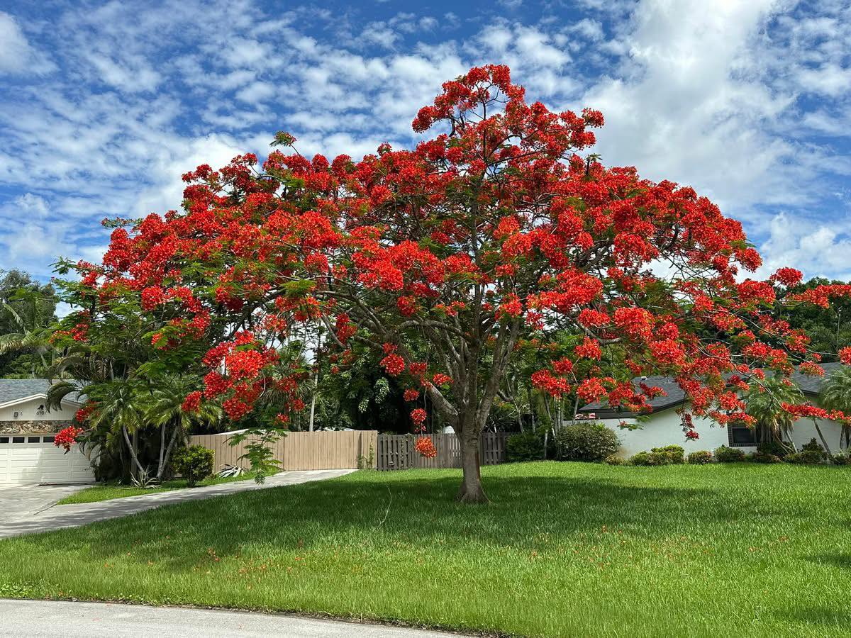 Royal poinciana experiment in zone 8a