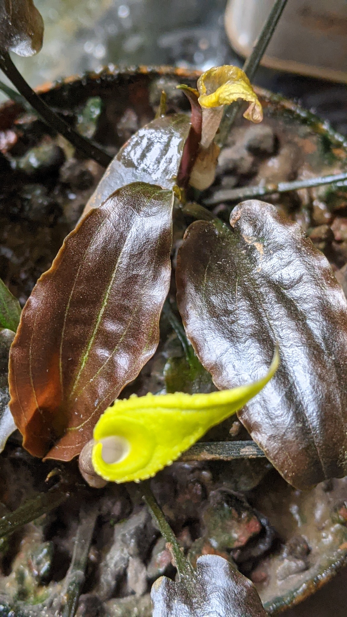 New species of cryptocoryne found in Philippines