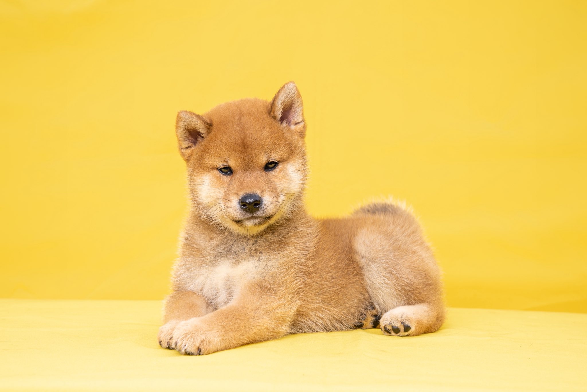Shiba inu dog pedigree information