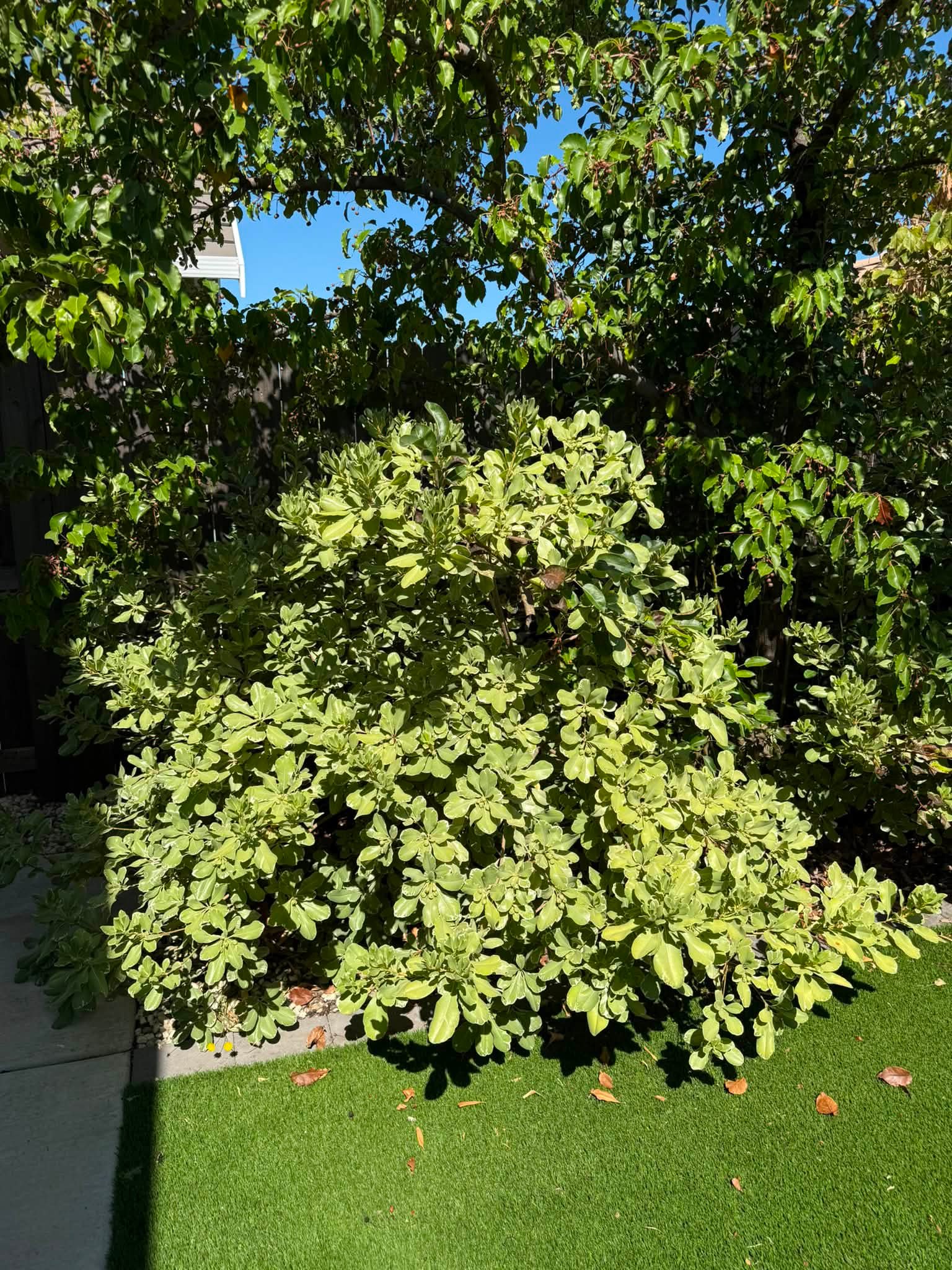 What is the identity of this plant in Roseville, CA?