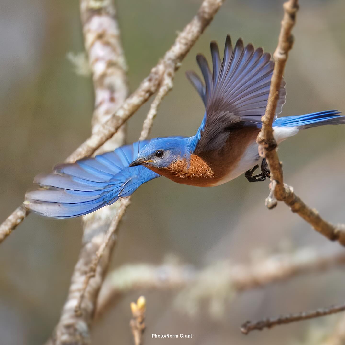 A female Eastern Bluebird landing on a Buckthorn bush.