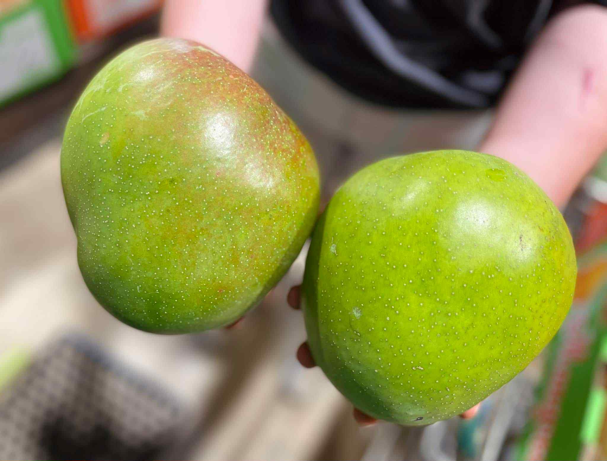 Australian Backpackers | Expressions of interest for mango pickers and ...