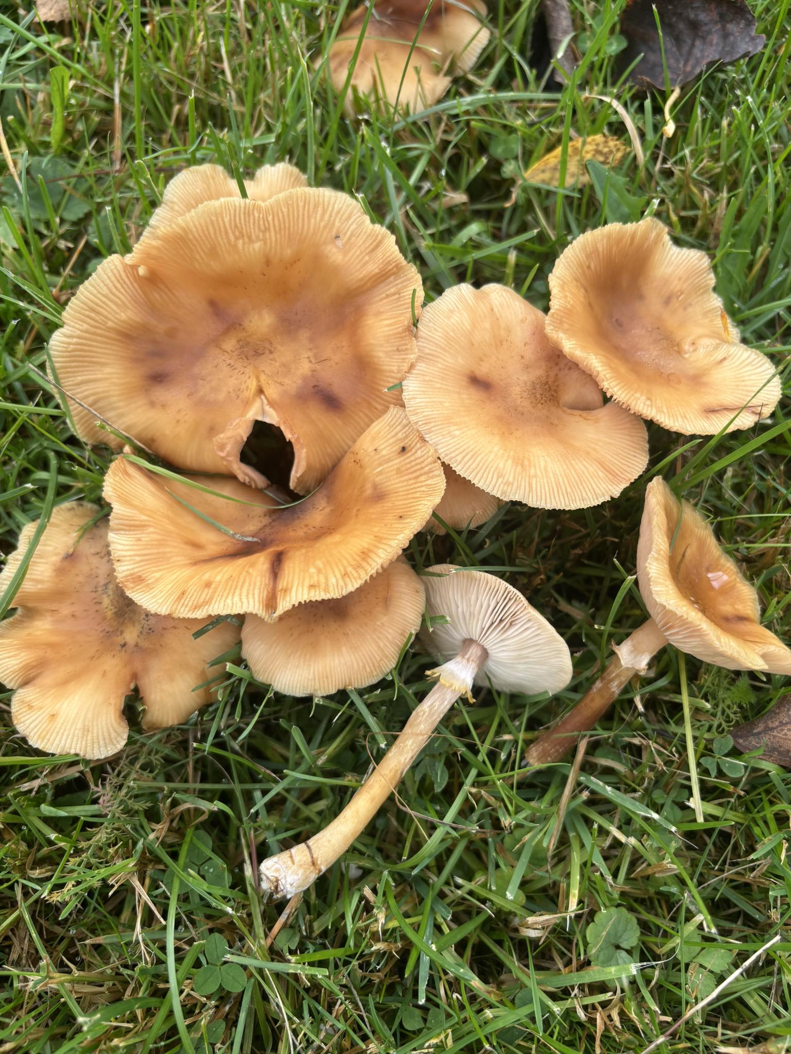 suomen-sieniseura-finlands-svampv-nner-ry-finnish-mycological