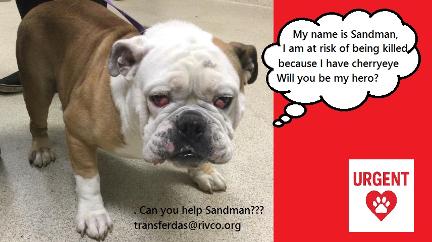 専用ページ ブルドッグ様 Adoptable english bulldog in Riverside County