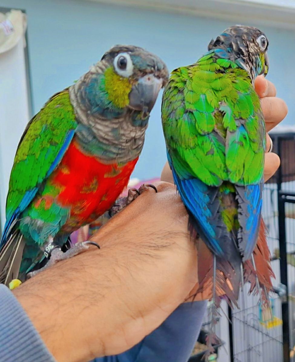 Penny's hand reared birds Devon | Facebook