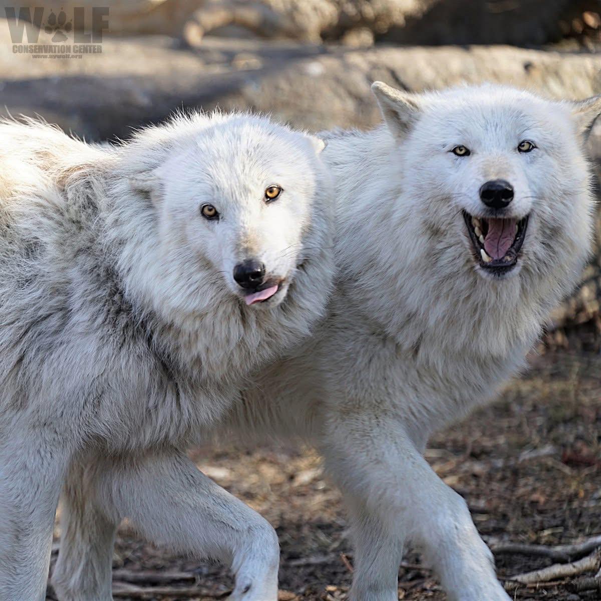 BEST PHOTOS OF THE WEEK IN BEAUTIFUL WHITE WOLVES BY SANDY BROWN ...