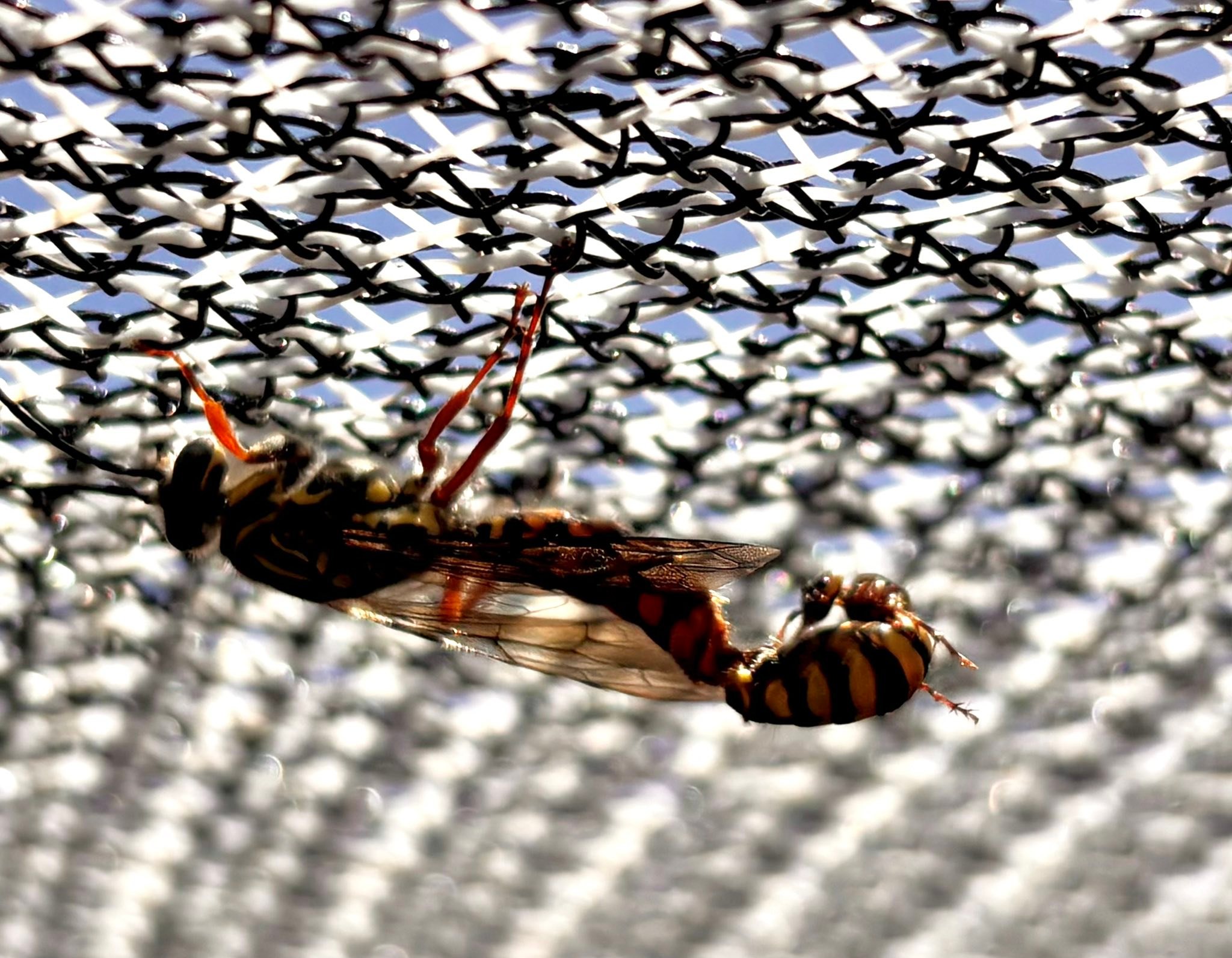 Insects of Perth & South West Western Australia | I have never seen ...