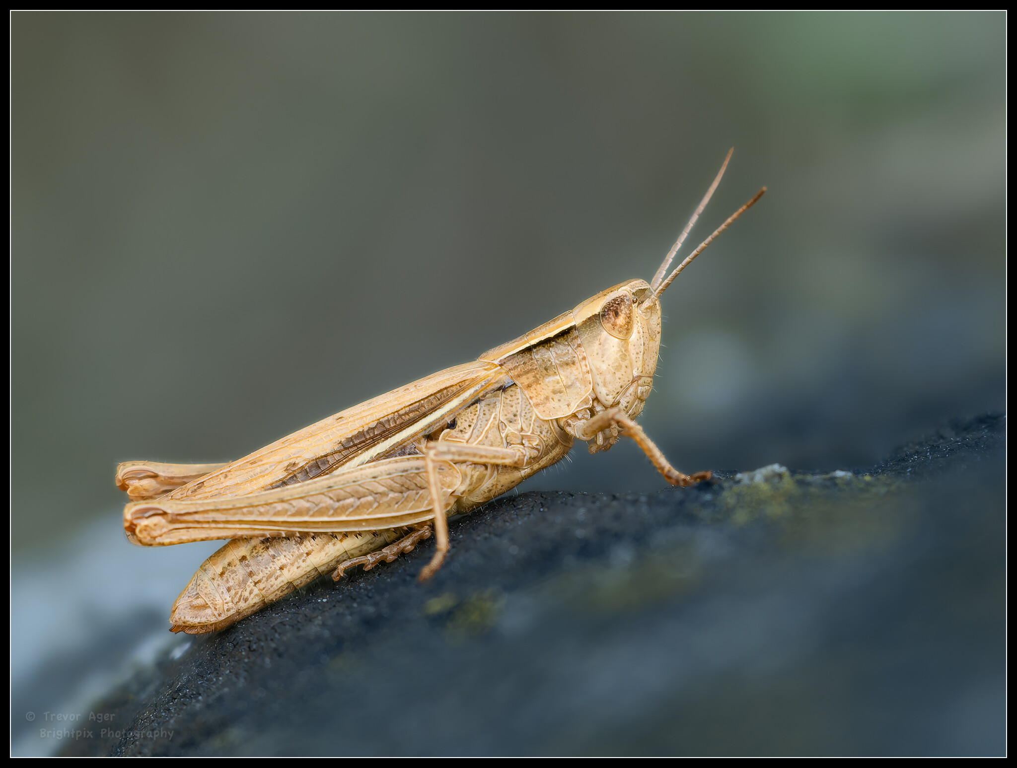 Photographing grasshopper with om-1 mark ii camera