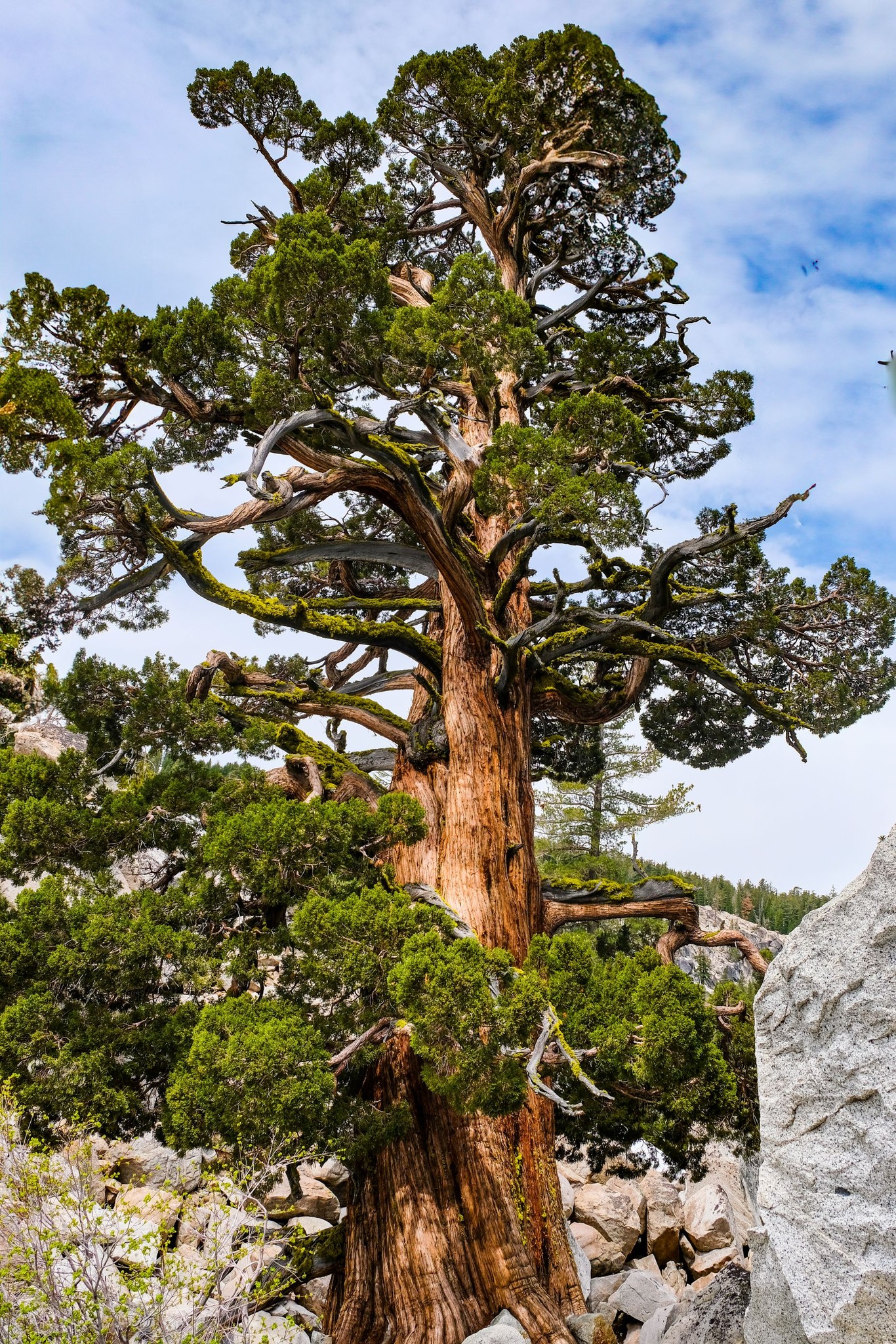World's largest alligator juniper tree near Prescott, AZ