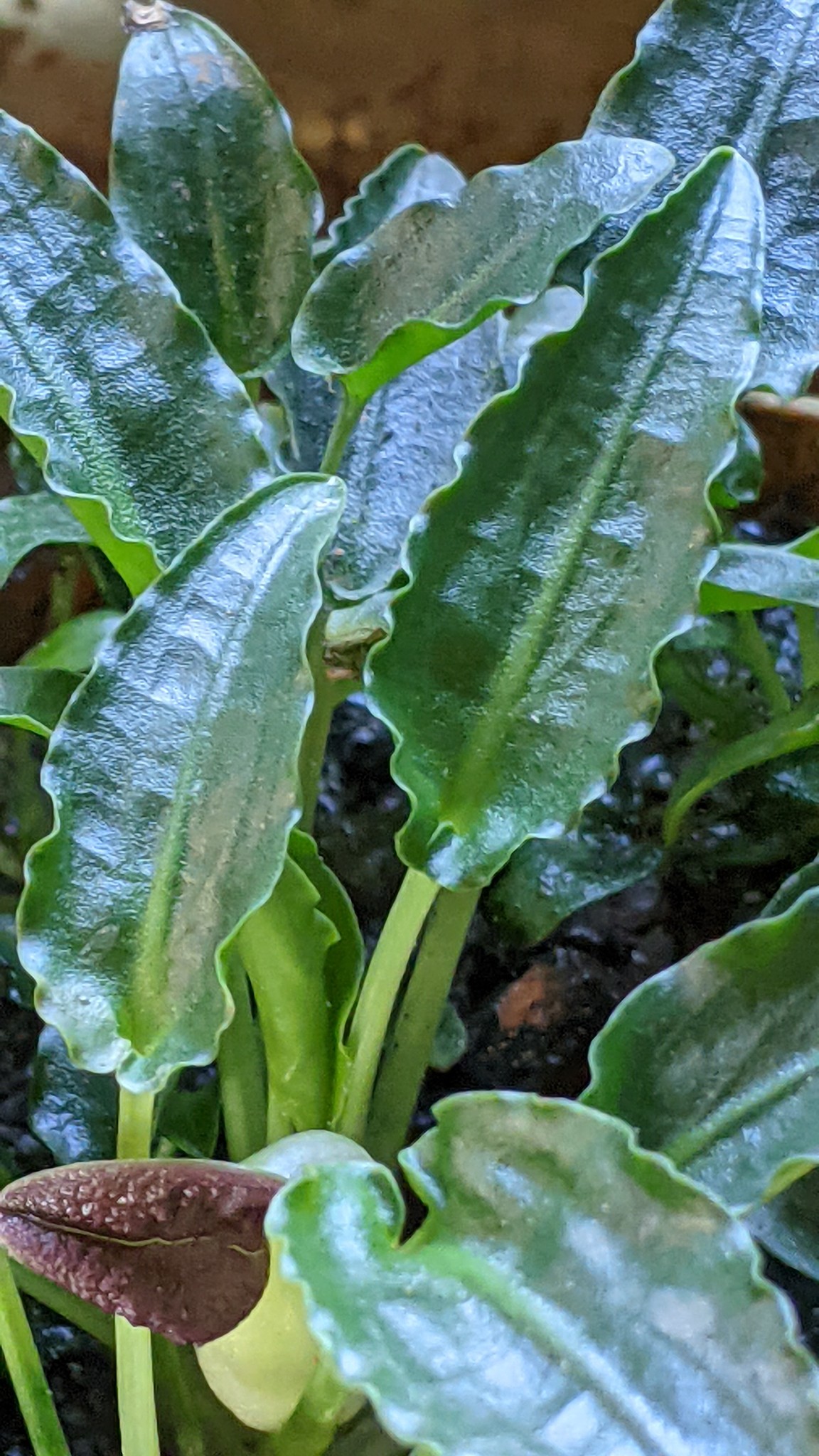 p*a様 Cryptocoryne sp. philippines min-2【 Cryptocoryne sp. from Mindanao Island, Philippines, awaiting
