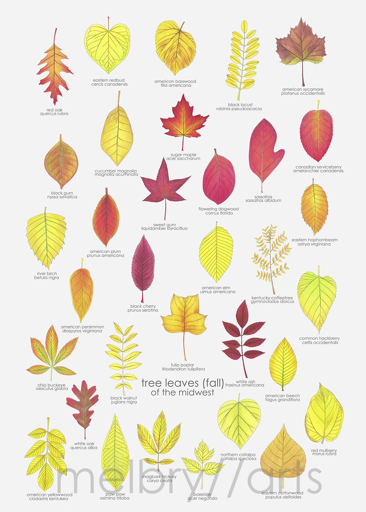 Indiana Native Plant Society (INPS) | happy almost-fall equinox | Facebook