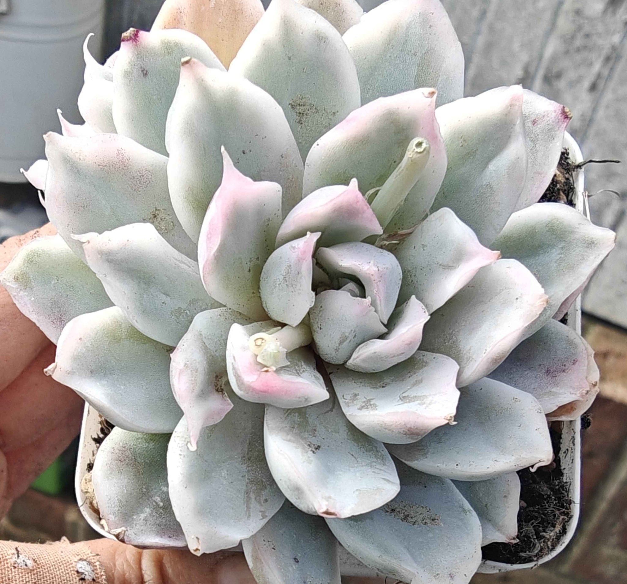 Echeveria Simpson variegated rooted 8cm