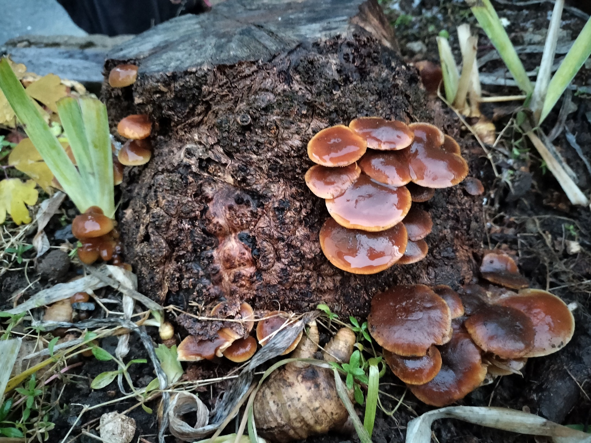 山菜きのこを採って(撮って)食べる会 | 自宅の切り株に生えてきたのですが、なんのキノコか予想出来ますでしょうか | Facebook