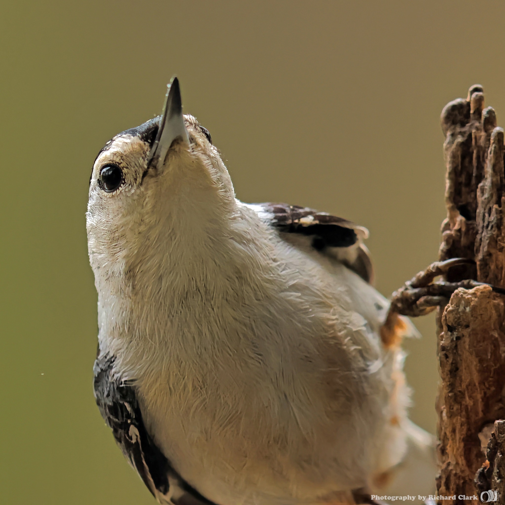 White breasted nuthatch. Nikon Z6ii/Sigma 150-600C Raleigh, NC USA
